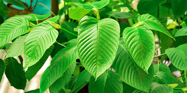 Kratom Tea Leaves